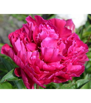 Paeonia L' Eclatante