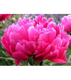 Paeonia General Macmahon