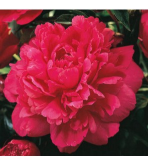 Paeonia kansas