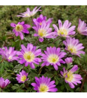 Anemone Blanda Pink Star