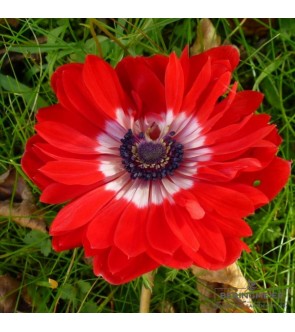 Anemone Coronaria Doppio Governor