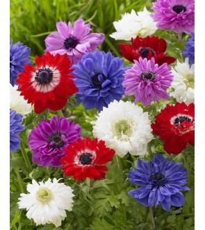 Anemone coronaria doppio...