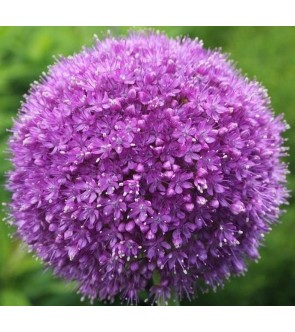 Allium giganteum