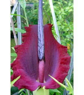 Arum Dracunculus (dracunculus vulgaris)