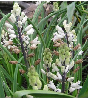 Bellevalia Romana