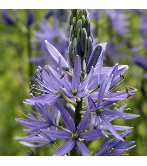 Camassia Leichtlinii Caerulea