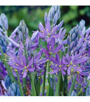 Camassia quamash