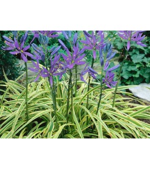 Camassia quamash Blue Melody