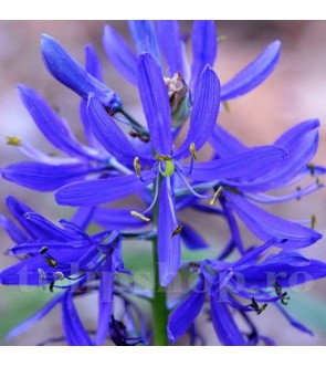 Camassia quamash Orion