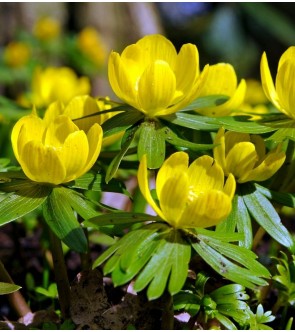 Eranthis hyemalis