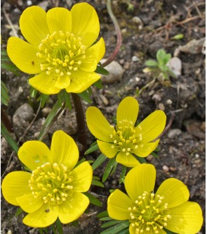 Eranthis cilicica