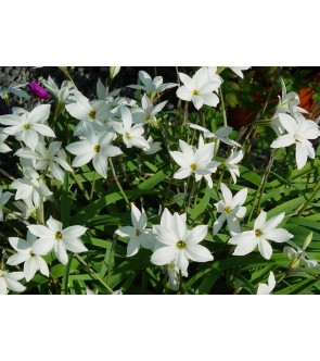 Ipheion uniflorum Alberto...