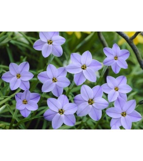 Ipheion uniflorum Rolf Fielder