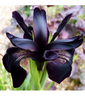 Iris chrysographes Black Form