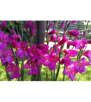 Gladiolus communis ssp...