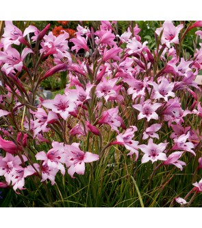 Gladiolus carneus