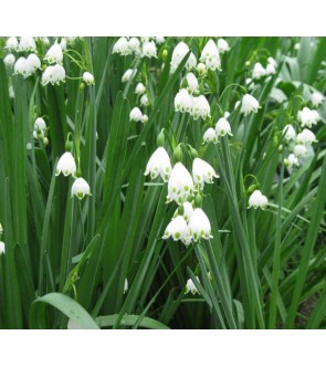 Leucojum Aestivum Gravetye Giant