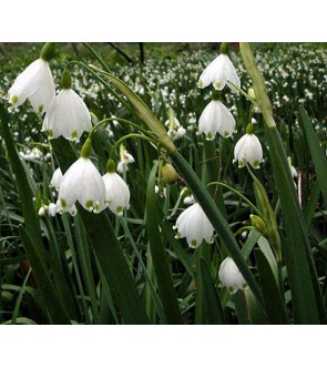 Leucojum aestivum