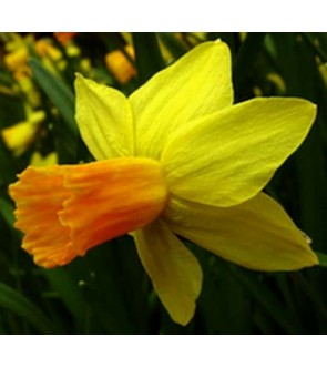 Narciso cyclamineus Jetfire