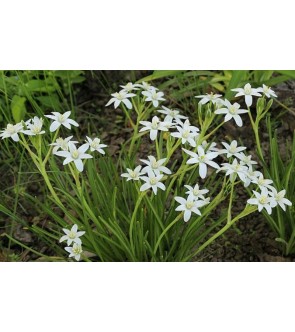 Ornithogalum Umbellatum