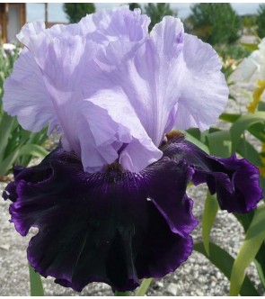 Iris germanica profumato...