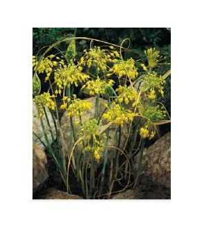 Allium flavum