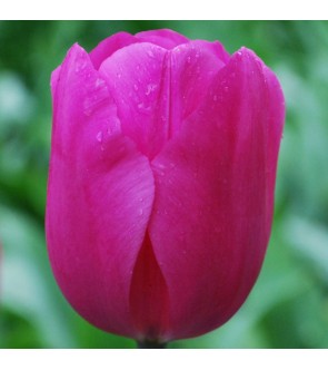 Tulipano stelo lungo Don...