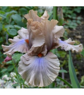 Iris germanica profumato Coffee Trader