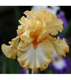 Iris germanica Cheap Frills