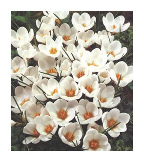 Crocus chrysanthus Ard Schenk