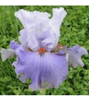Iris germanica Trend Master