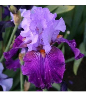 Iris germanica Socialist