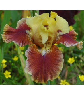 Iris germanica profumato Man About Town