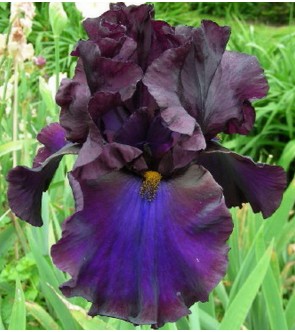 Iris germanica profumato...