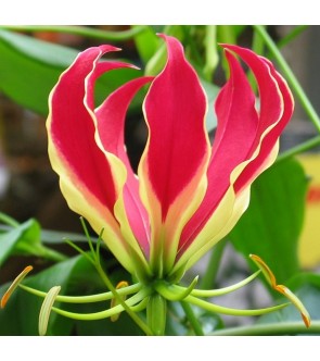 Gloriosa Rothschildiana...