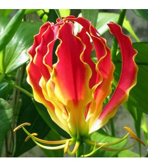 Gloriosa Superba