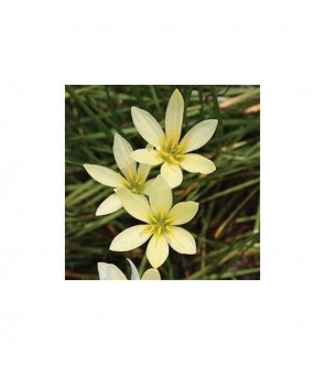 Zephyranthes Balesh NOVITA'