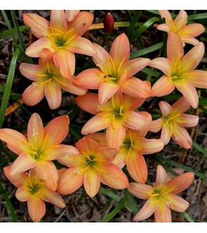 Zephyranthes Apricot Balesh...