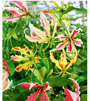 Gloriosa Summer Breeze
