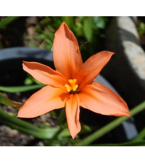 Moraea ochroleuca