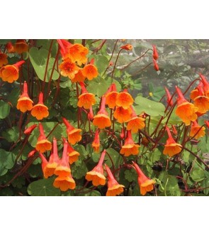 Tropaeolum tuberosum