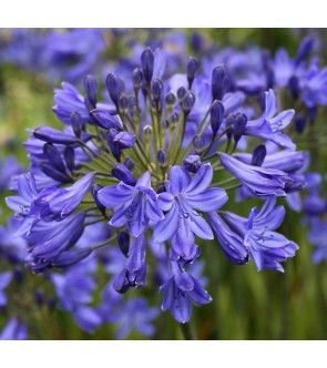 Agapanthus Greenfield...