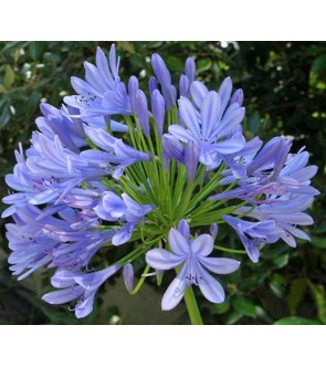 Agapanthus Lilac Flash...