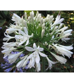 Agapanthus Volendam diviso