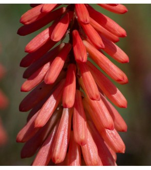 Kniphofia Timothy NUOVA