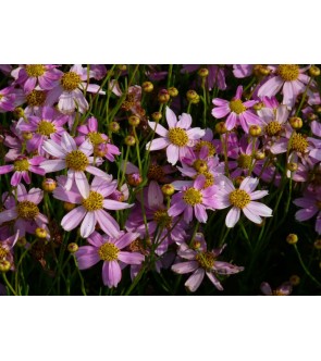 Coreopsis rosea American Dream