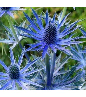 Eryngium Big Blue NUOVO