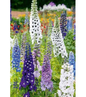 Delphinium Magic Fountain...