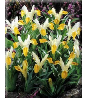 Iris bucharica
