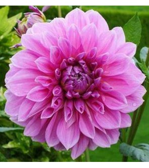 Dalia decorativa Lavender Perfection